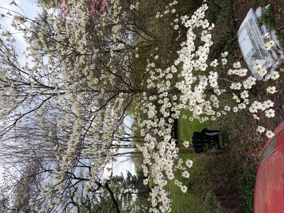 dogwood wt hrothg.jpg